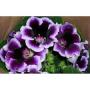 Seminte profesionale  Gloxinia (Sinningia hybrida)- Gloxinia - imagine 49201